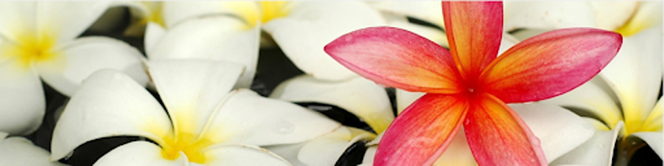 Orkide Massage | Massös i Kalmar Orkide Massage | Massös i Kalmar